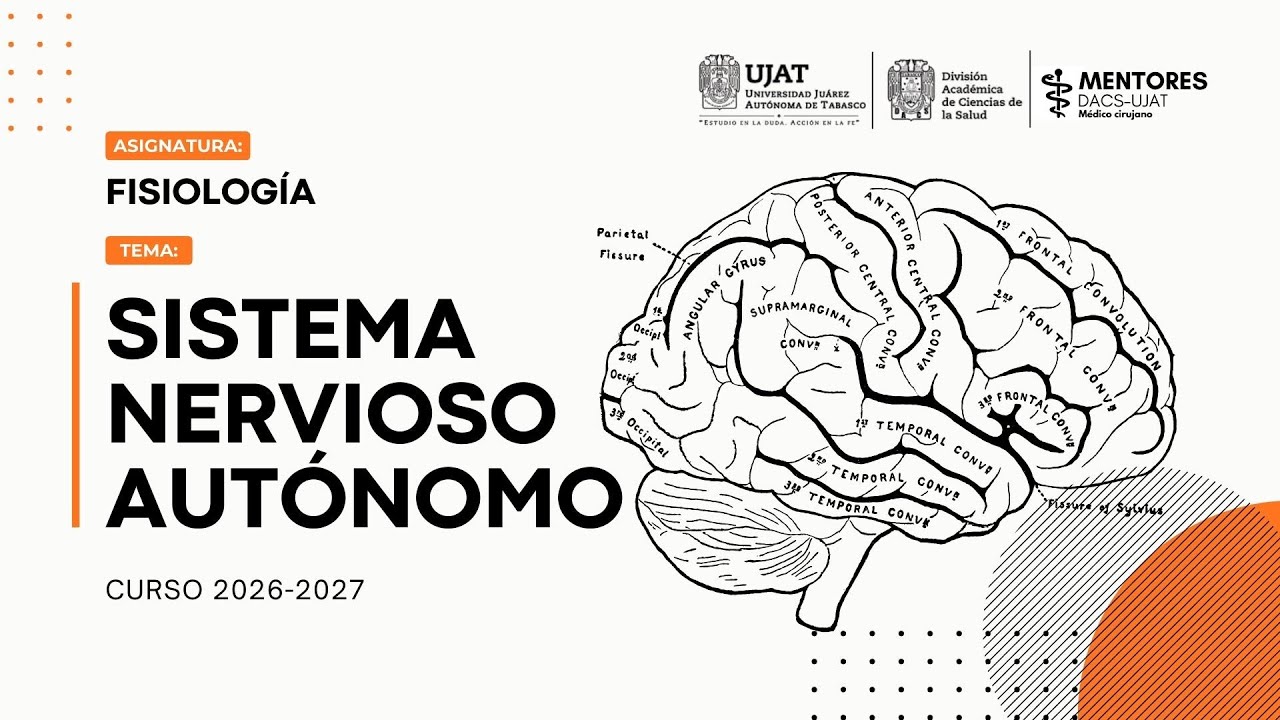 Sistema Nervioso Autónomo | Fisiología del simpático y parasimpático | Mentores DACS