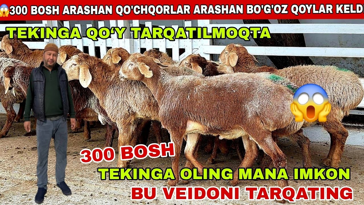 😱Tekinga qo’y olsangiz bu veidoni srochni tarqating 300bosh arashan qo’chqor va arashan bo’g’oz keld