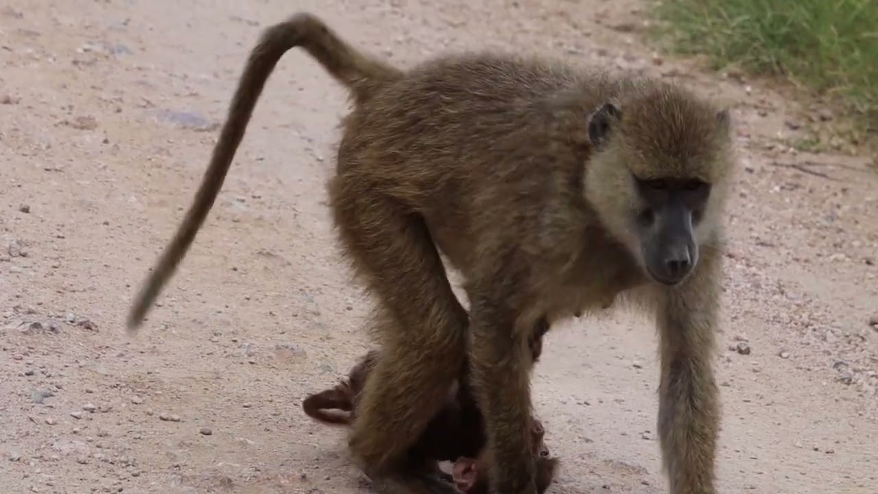 The yellow baboon grooming a baby
