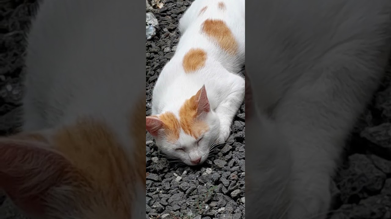 # my lovely #Cats is the video please like 🐈 🐱 