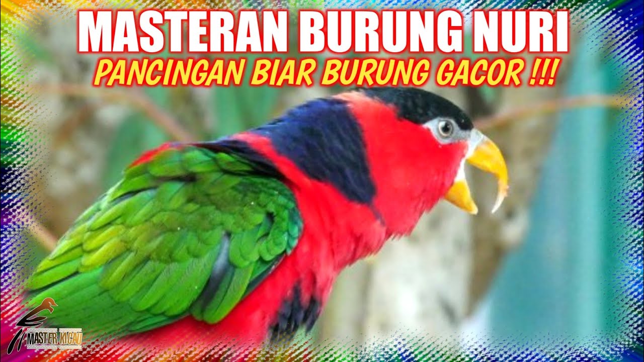 Masteran nuri kepala hitam || Suara pancingan burung nuri kepala hitam