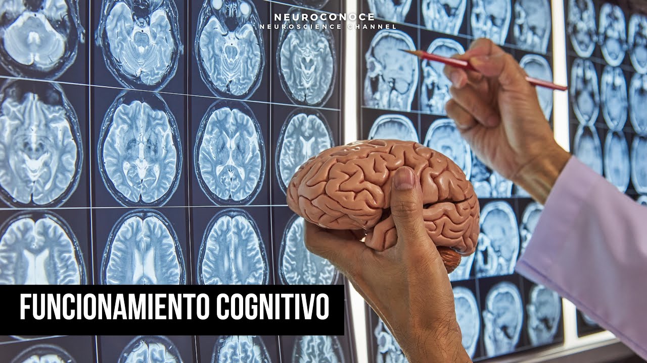 Funcionamiento cognitivo y emocional: C&oacute;mo el cerebro procesa la cognici&oacute;n y las emociones.