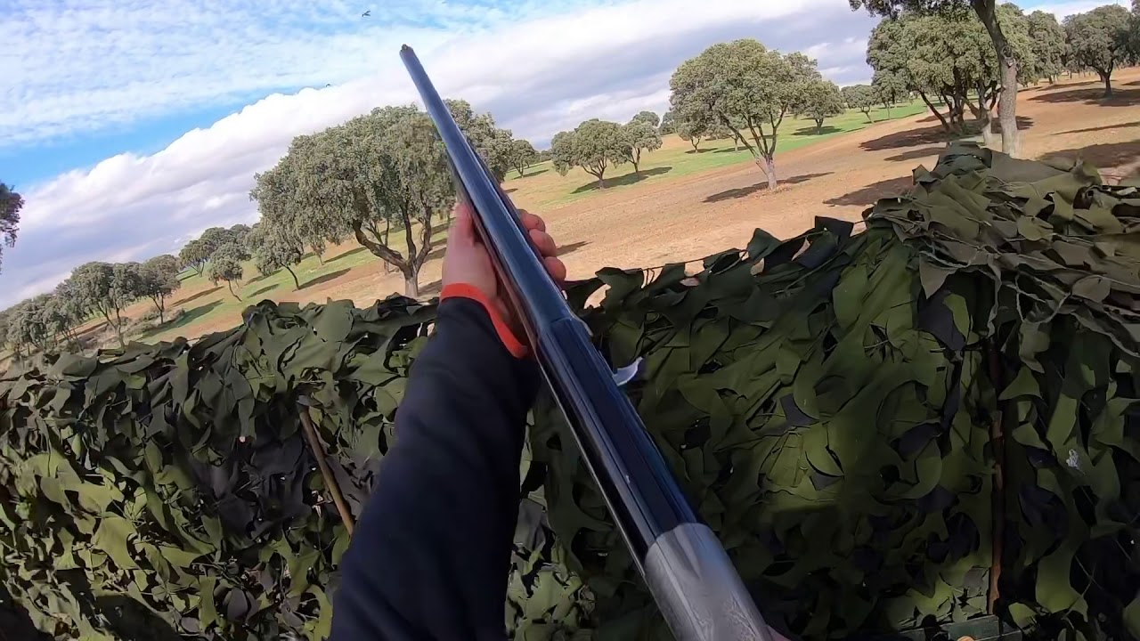 Cazando torcaces al cimbel, otoño 2019, con cimbeleros becaderos. Caccia al colombaccio. #caza