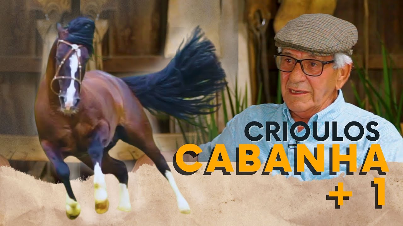 Criação de Cavalos Crioulos na Cabanha Mais Um. Da Morfologia ao Freio de Ouro!