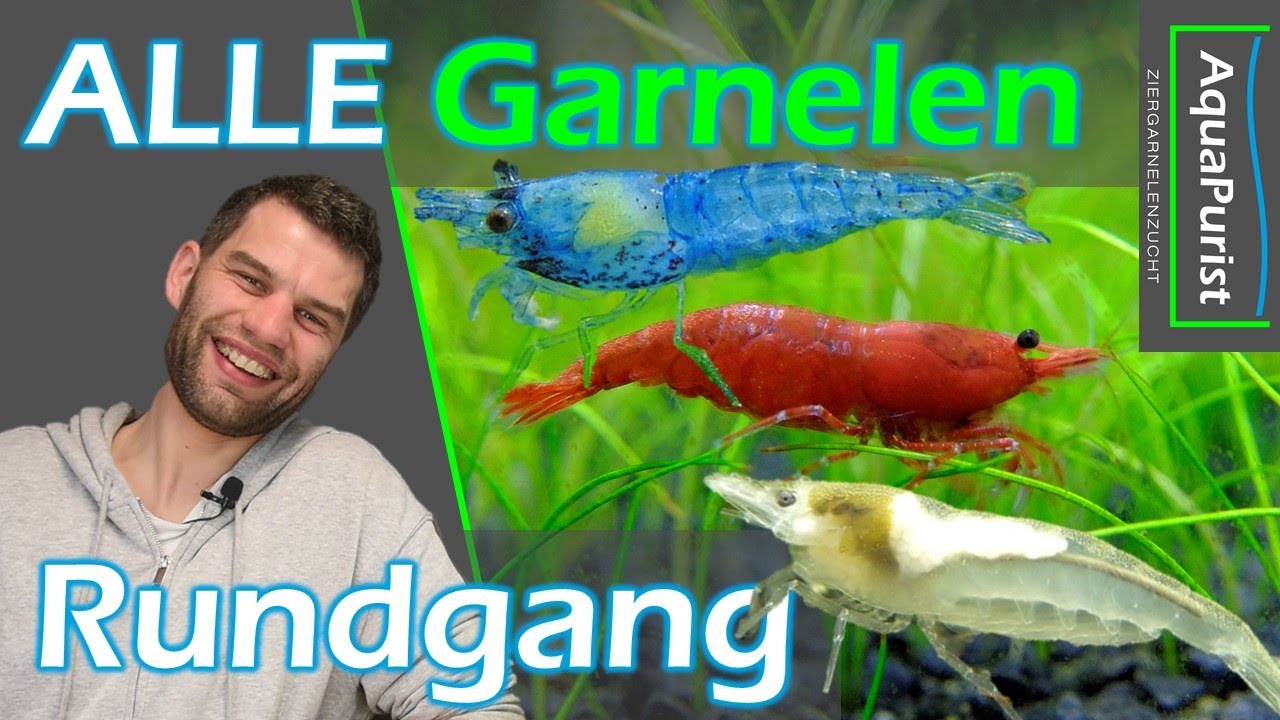 Rundgang, wo wir ALLE Garnelen 🦐 vorstellen - mit Detailaufnahmen! 😍