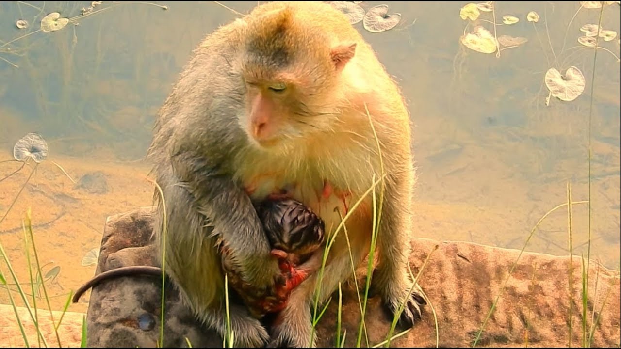 So Very broken heart! Mean king monkey Samson attacked mom Cruella & baby Cinn seriously nearly died
