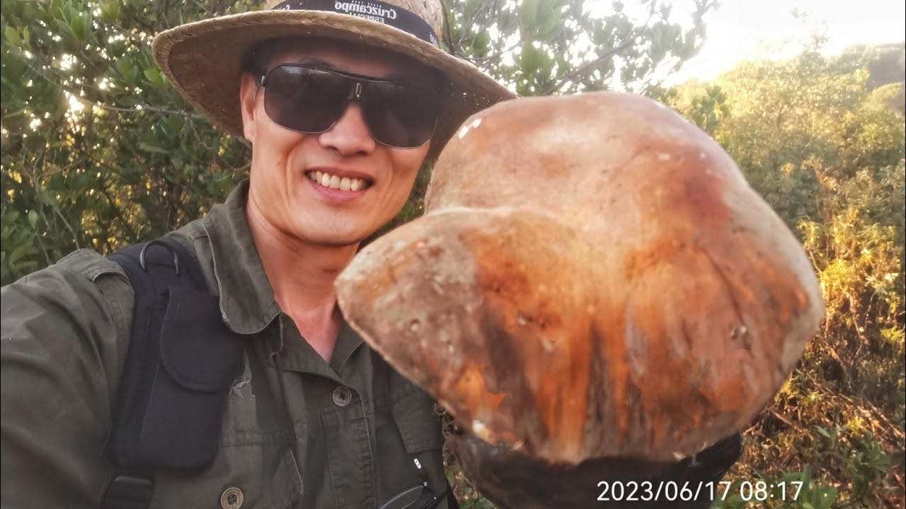 Boletus Aereus Espectaculares En Junio