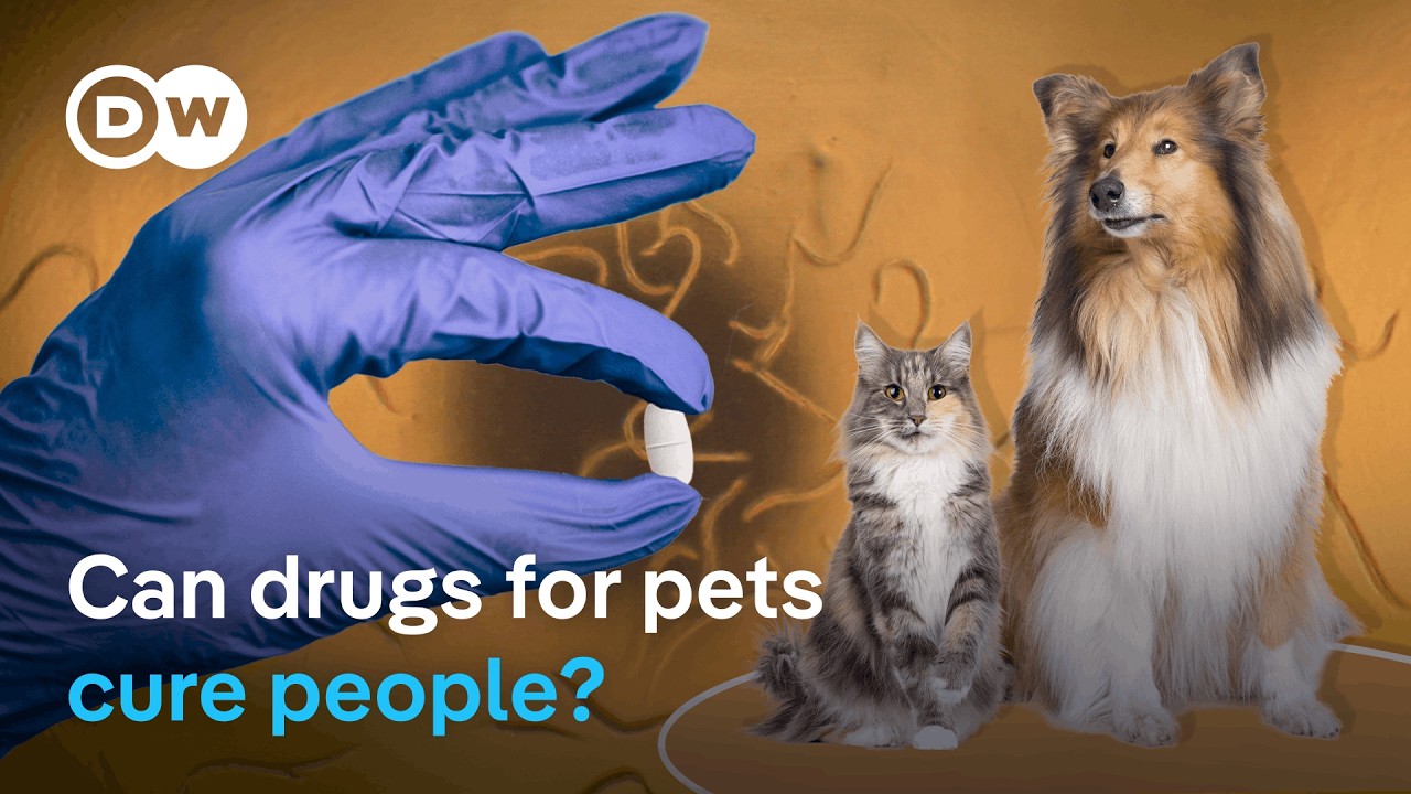 This dog medication could change human lives | DW News
