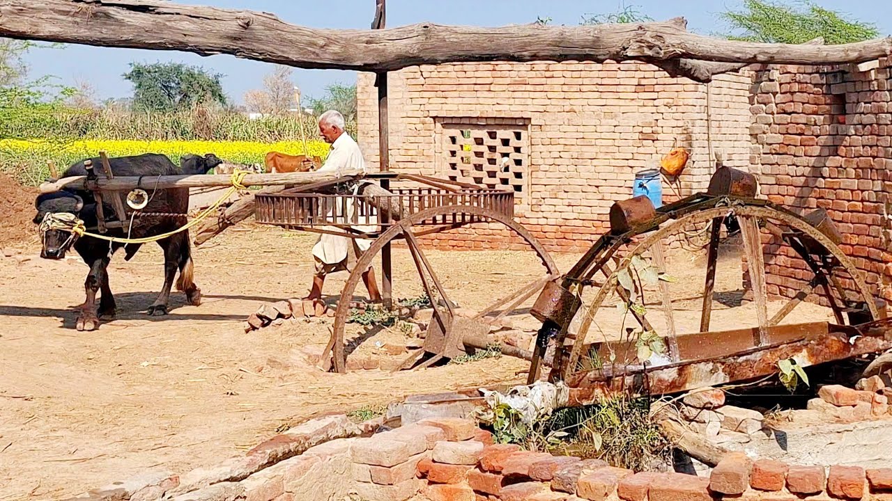 Bull powered field irrigation method | Old water irrigation system | Traditional and old punjab