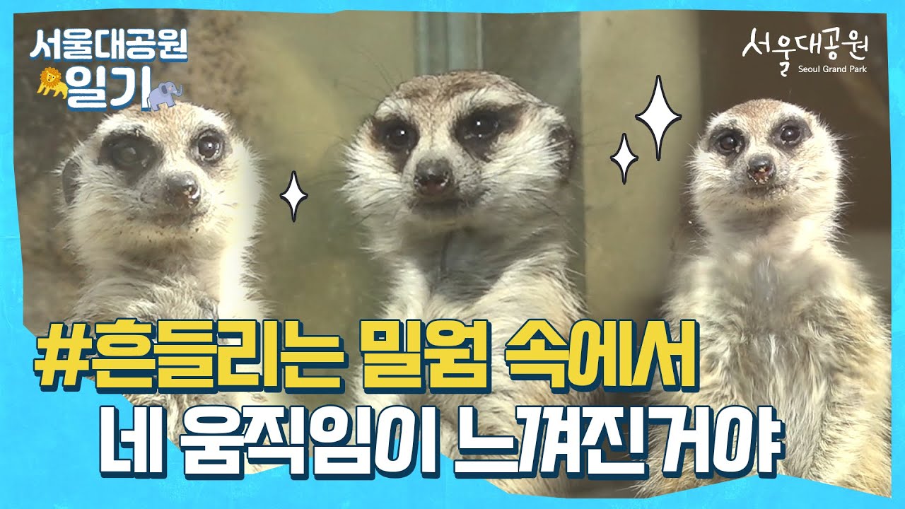 흔들리는 밀웜 속에서 네 움직임이 느껴진 거야ㅣ미어캣ㅣ서울대공원 일기