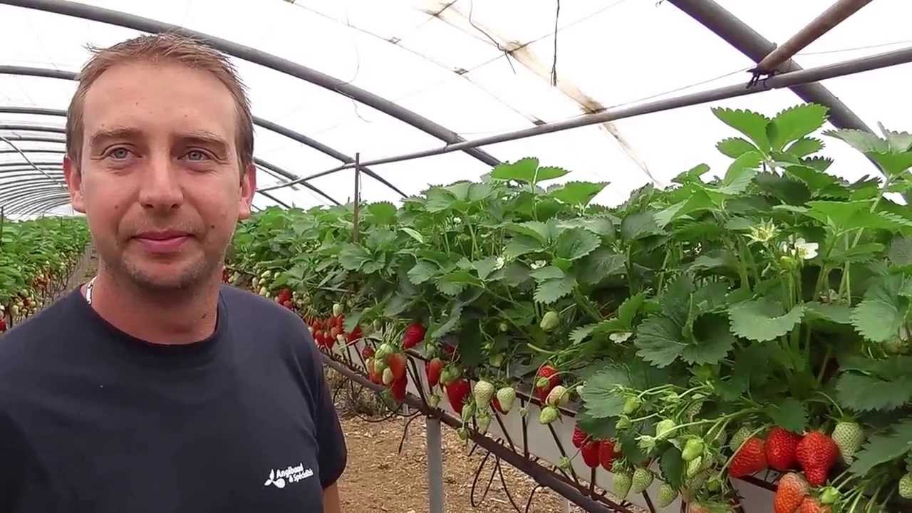 Plaine du Var Christophe Ferraro producteur de fraises de Carros
