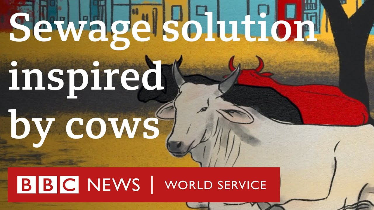 The zero-power sewage plant inspired by cows - BBC World Service