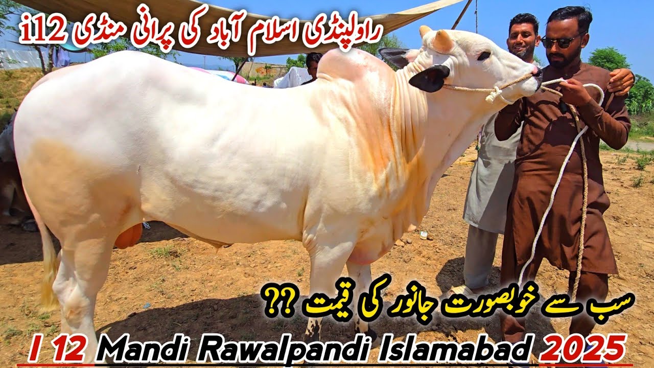 I_12 Mandi Rawalpindi Islamabad Latest Update 25 May 2025 | Bhatta Chowk Mandi