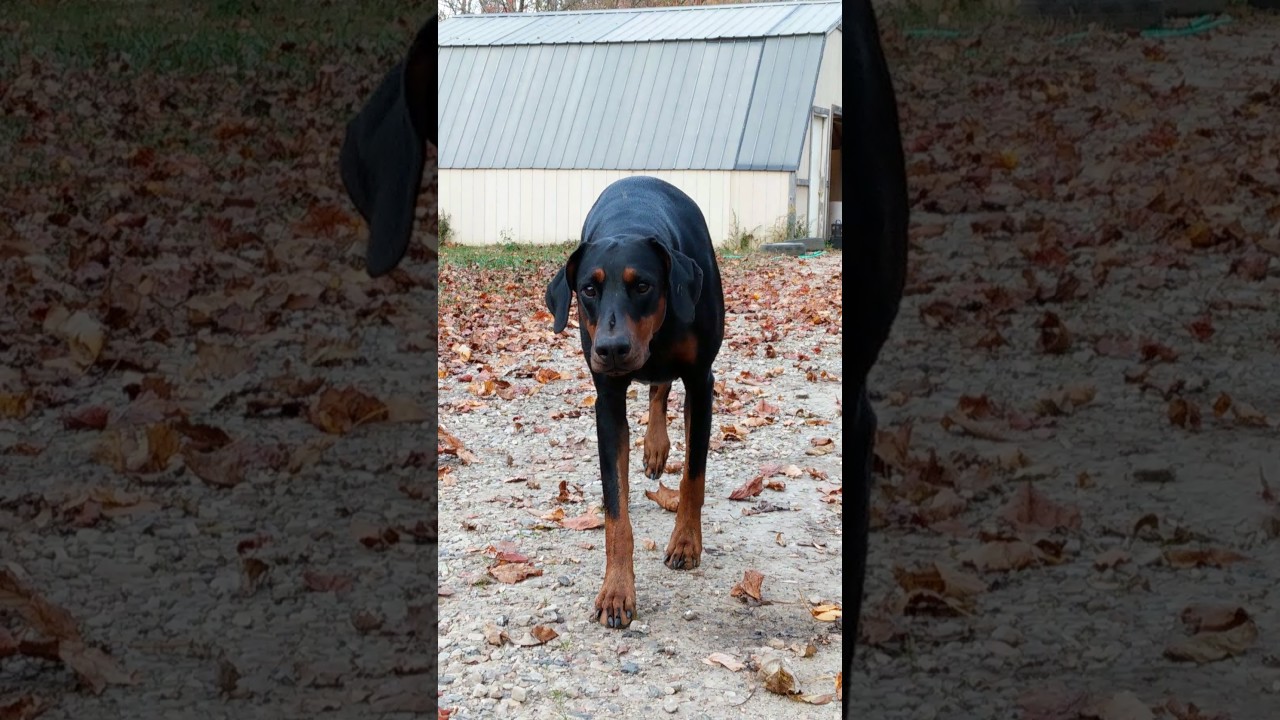 My Doberman Mermer stalking... Dog Playing sneak attack