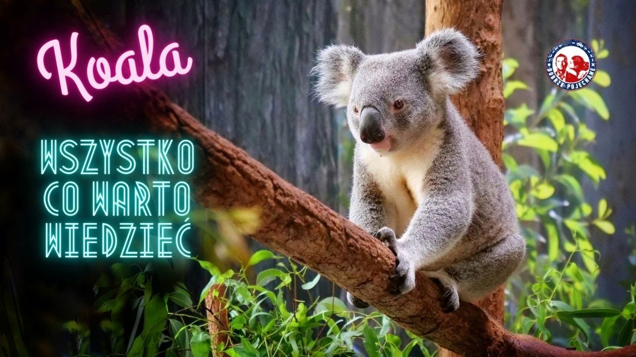 KOALA wszystko, co warto wiedzieć o koalach | Dobrze Pojechane | AUSTRALIA