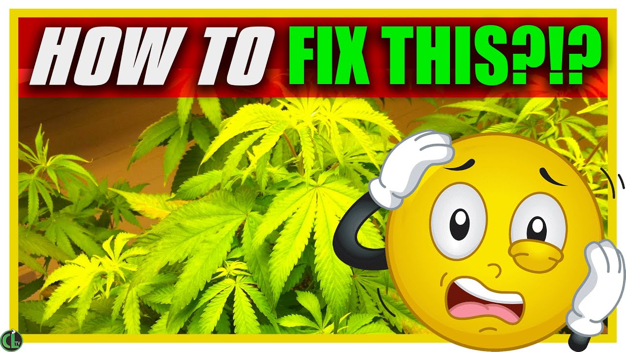 EASY Ways to Revive a Sick Plant QUICKLY