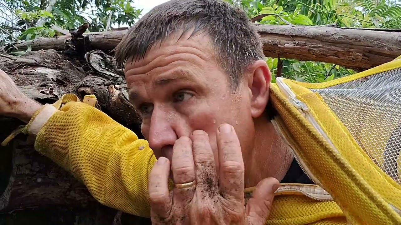 não resgate abelhas em árvore oca  sem ver esse vídeo