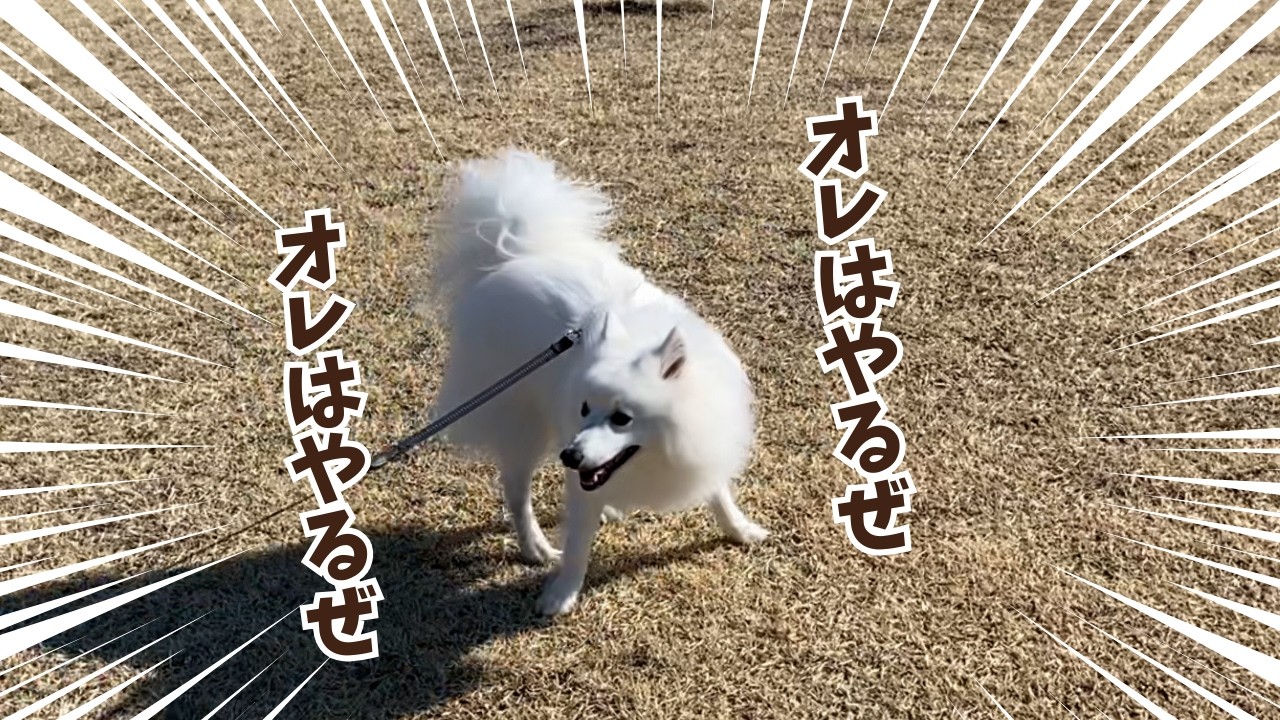 体力おばけな日本スピッツと体力ゼロの人が散歩にいくと大変な目に合うことを報告します／オレはやるぜ犬と絶景散歩