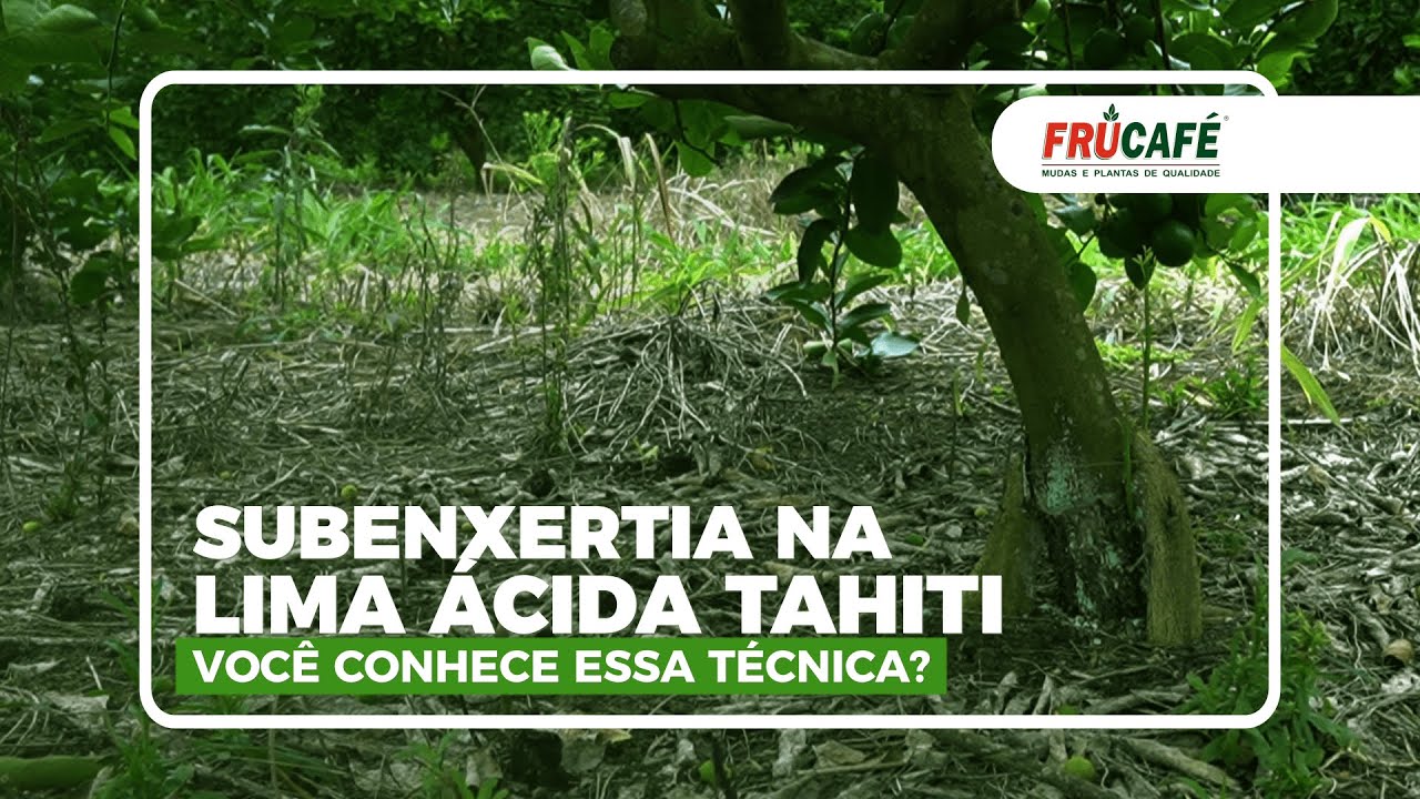 Subenxertia em Lima Ácida Tahiti, você conhece essa técnica?
