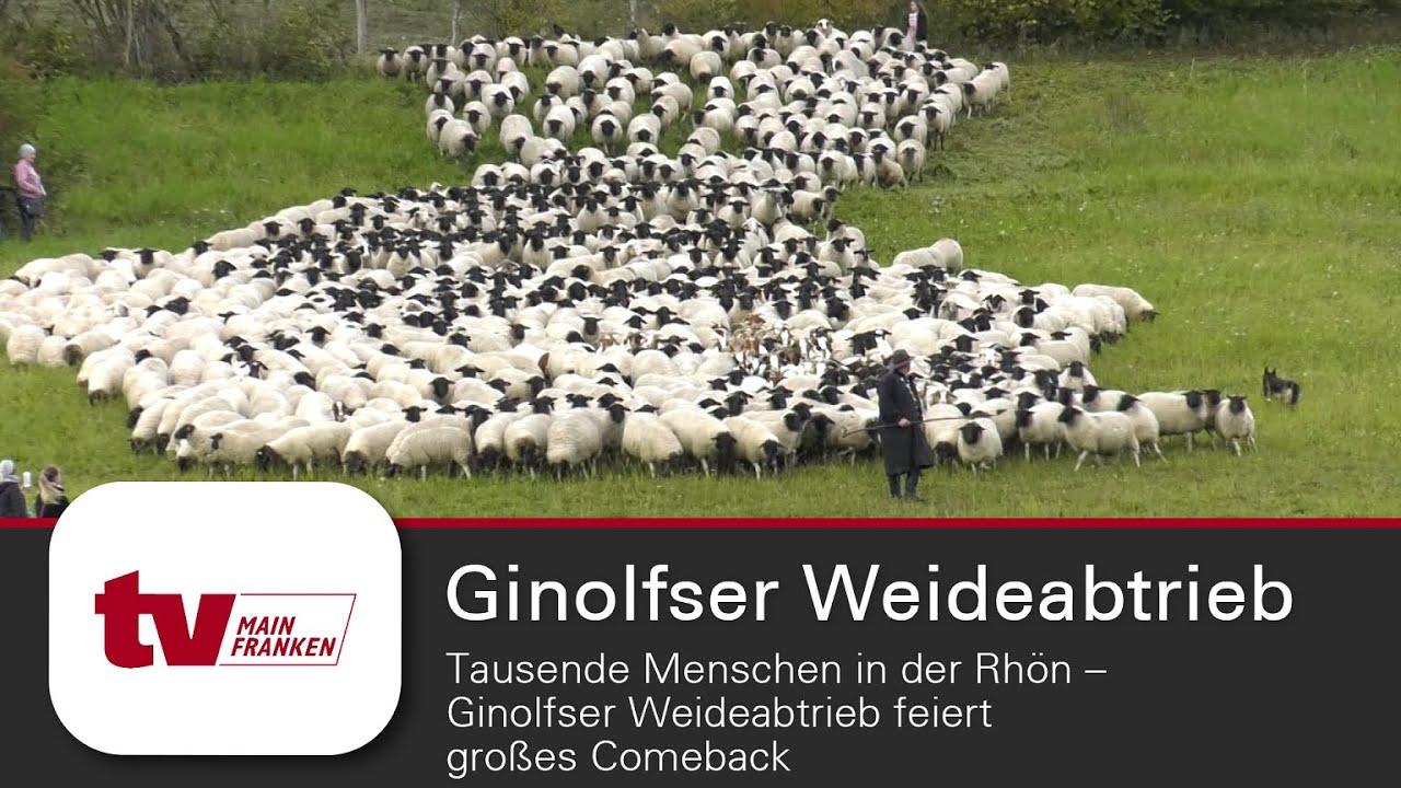 Ginolfser Weideabtrieb feiert gro&szlig;es Comeback