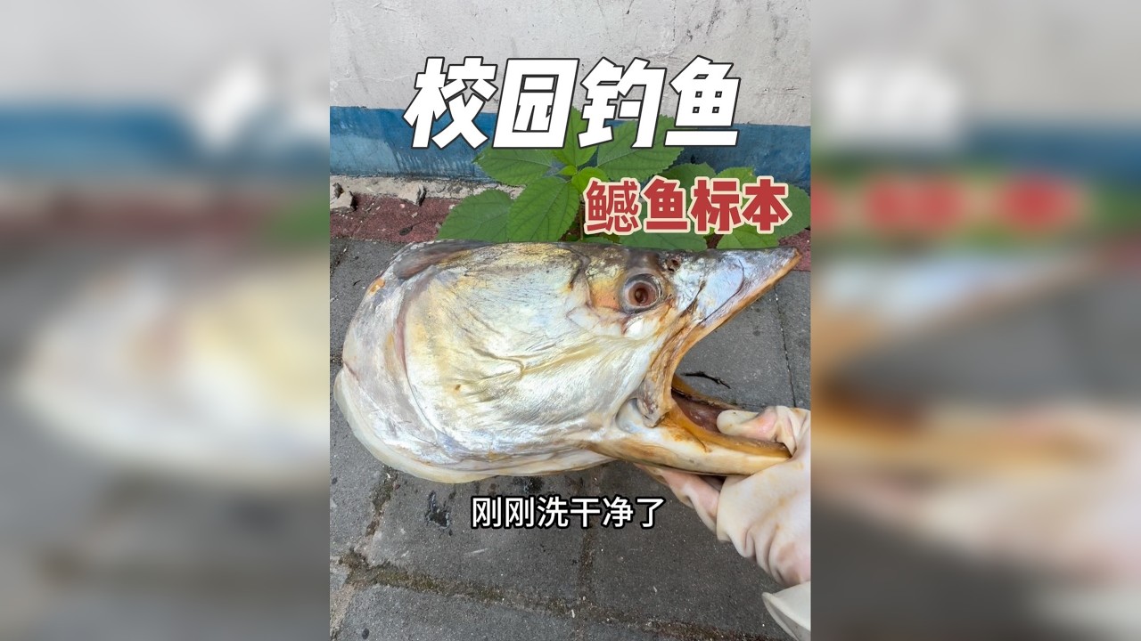 同学让我给他制作鳡鱼头标本， 探钓过程上的都是巨型鲶鱼，一个比一个大