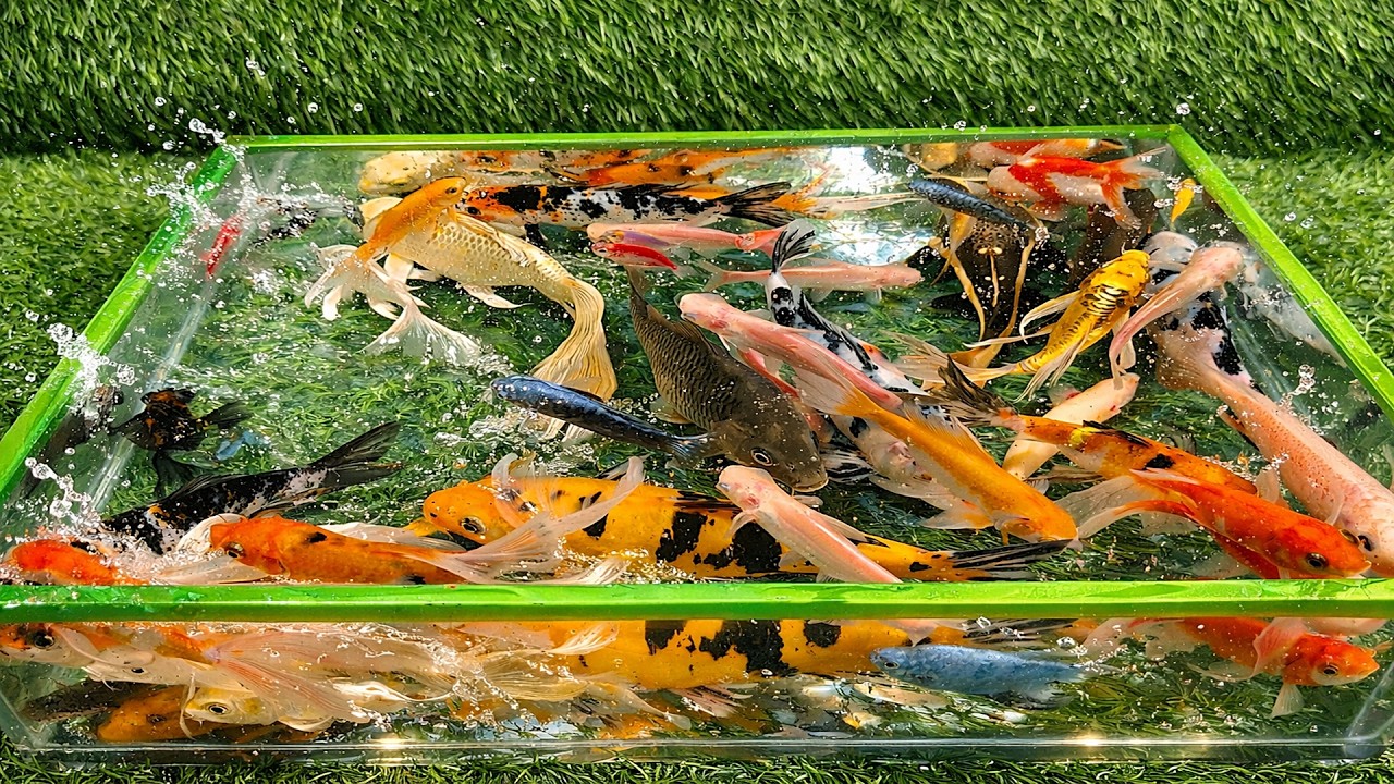 Wonderfull Unboxing Ikan Hias Warna Warni, Ikan Sepat Hias, Ikan Oscar, Ikan Naga, Ikan Glofish