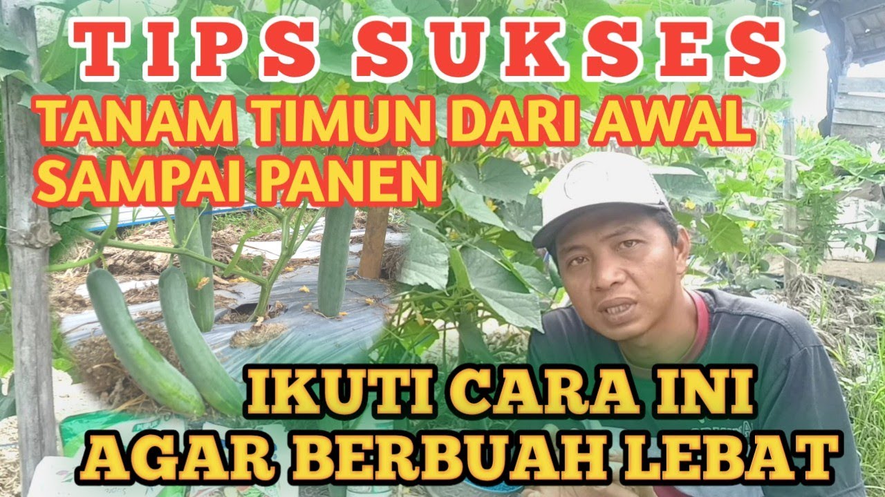 CARA SUKSES TANAM TIMUN DARI AWAL SAMPAI AKHIR