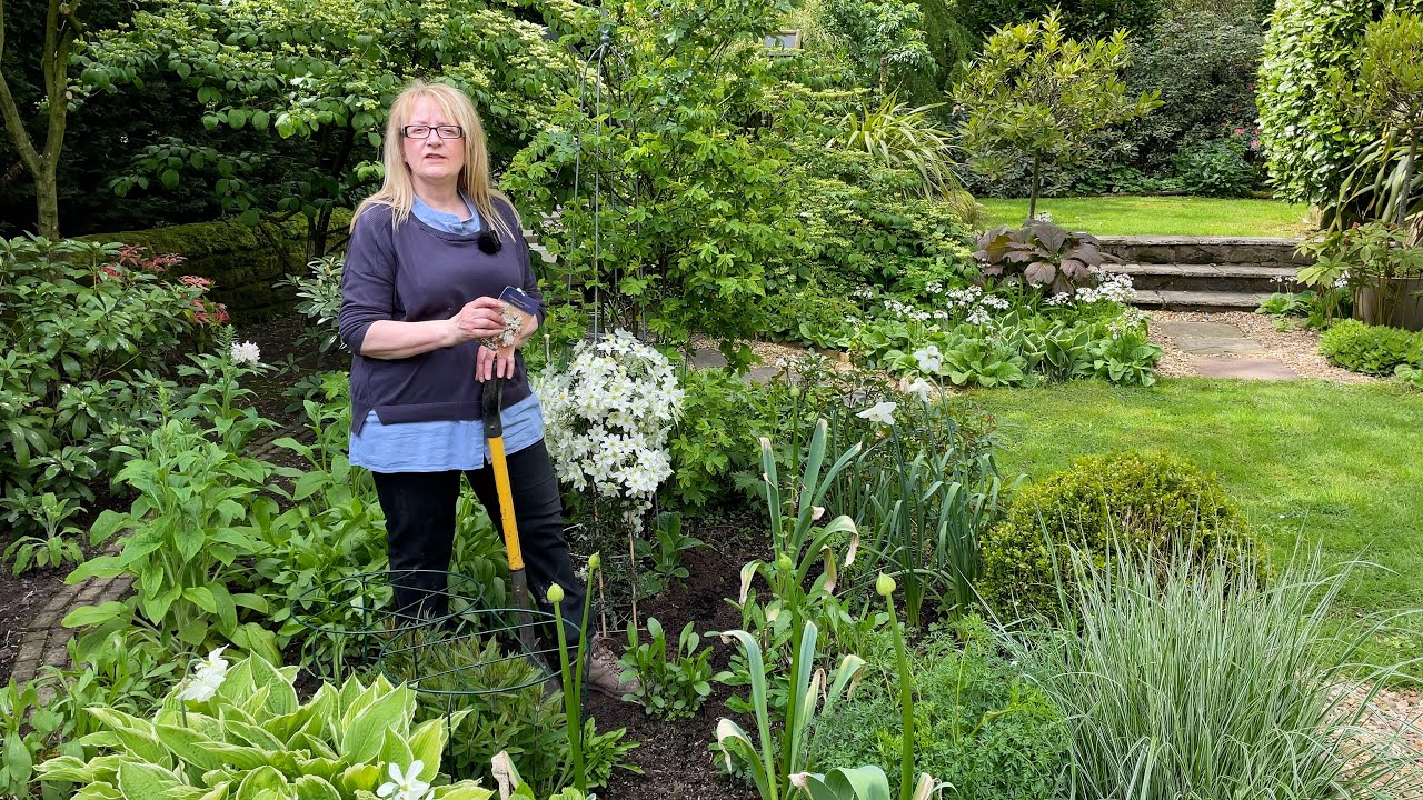 Planting Clematis and biennials in the White Garden.