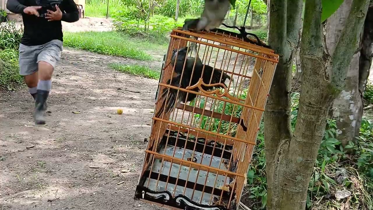Trinca ferro javali entregando o da estrada liberdade 