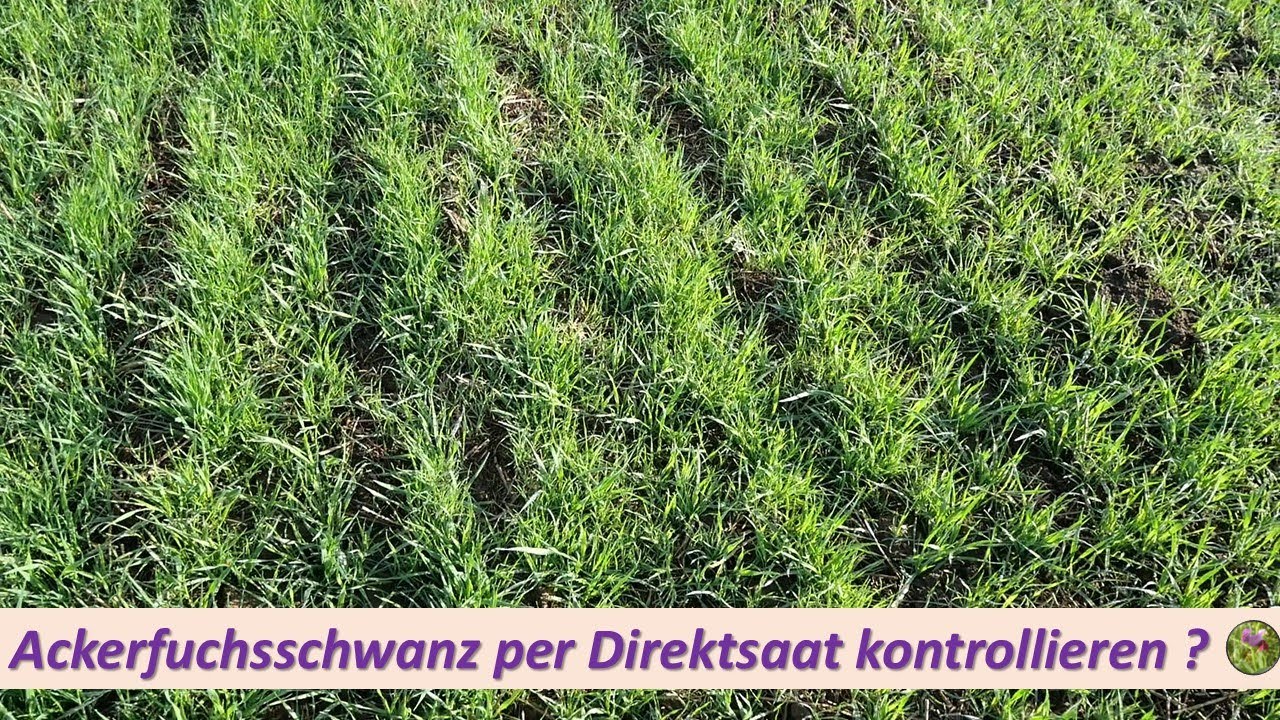 Ackerfuchsschwanz durch Direktsaat bekämpfen ?