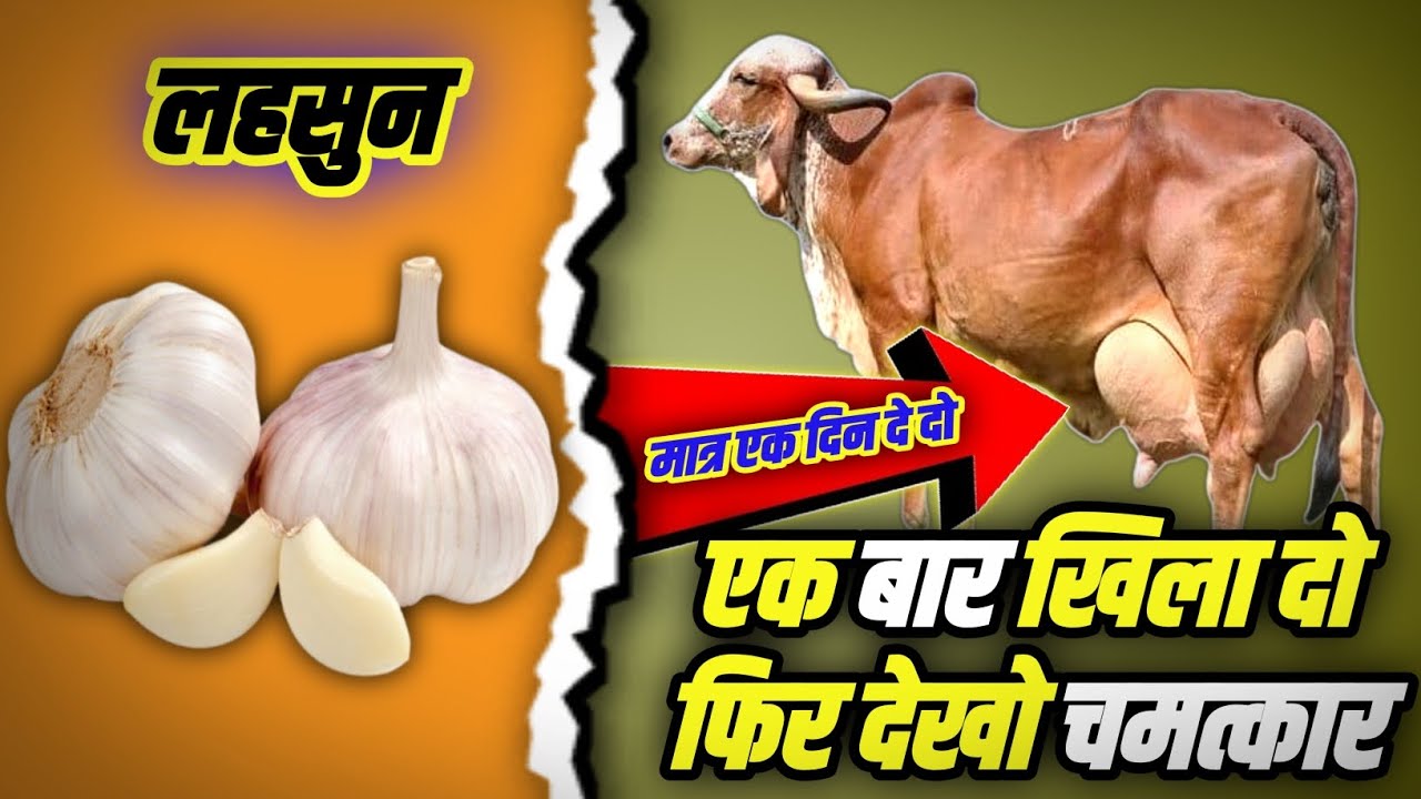 लहसुन के साथ ये मिलाकर खिलाओ दूध दो गुना पाओ। Milk increase 