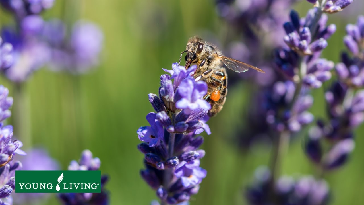 The buzz on Young Living Lavender oil and bees