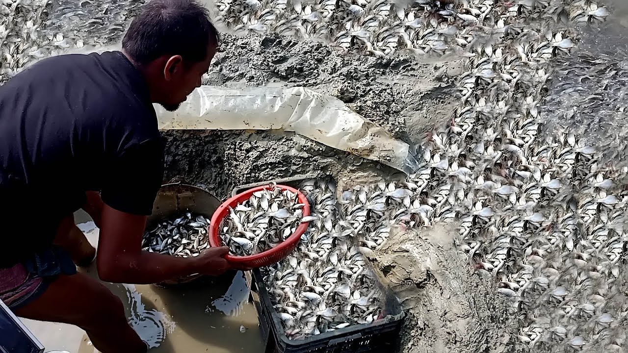 পুটি মাছ ধরার বিশেষ কৌশল | Special Fishing technology