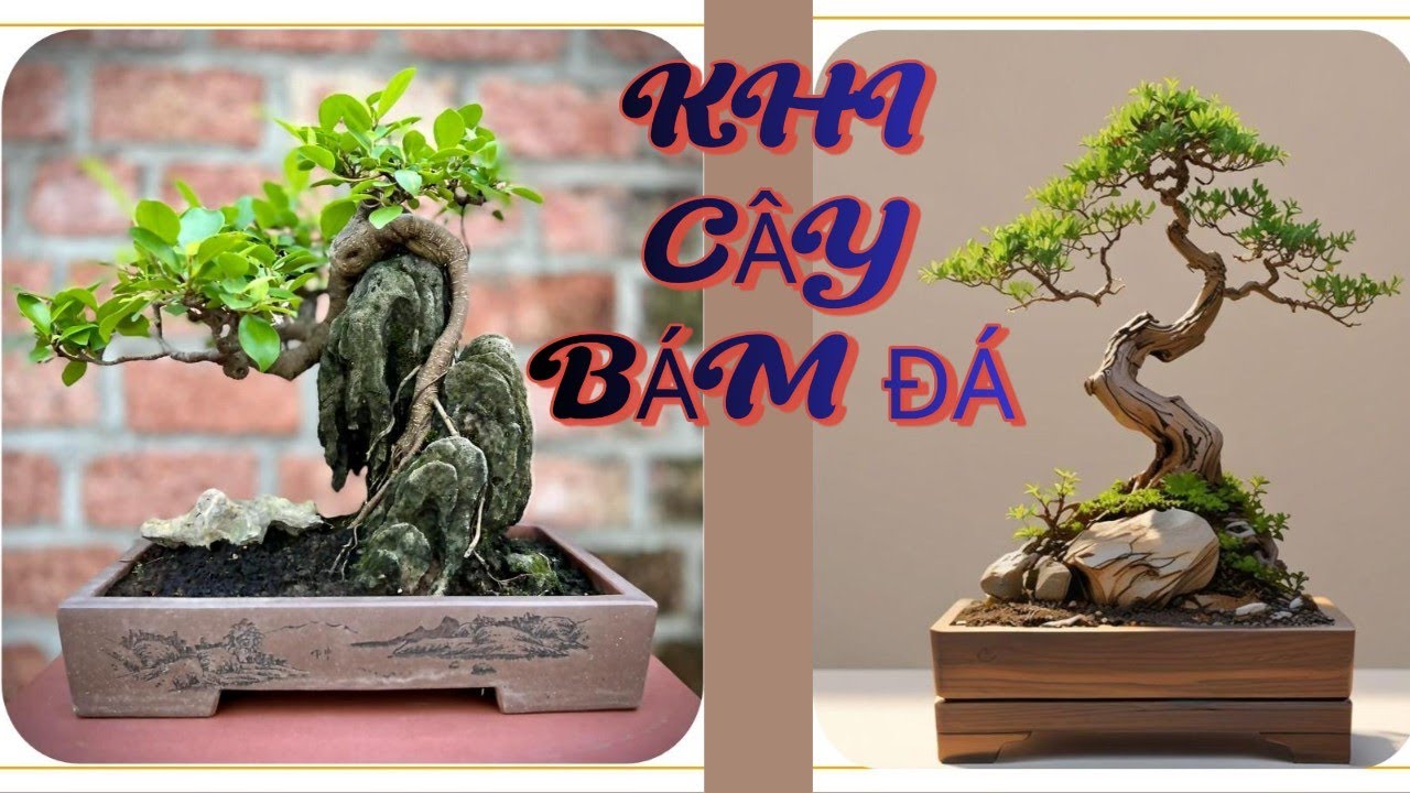 Kỹ Thuật Tạo Tác Bonsai Bám Đá |Cây Bám Đá Đẹp Như Núi Rừng Thu Nhỏ#cây bám đá, kỹ thuật làm bonsai