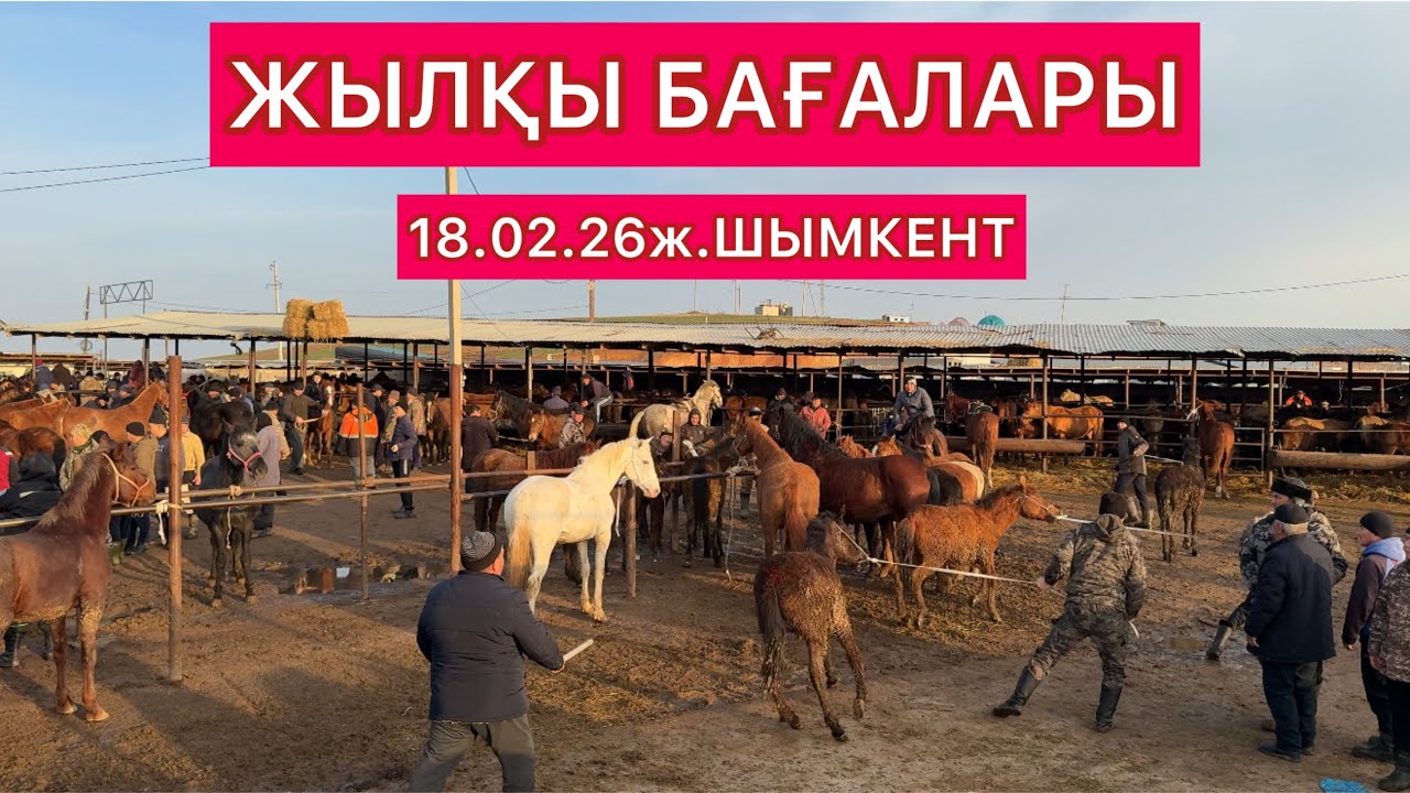 Шымкент Жылқы 18.02.26ж