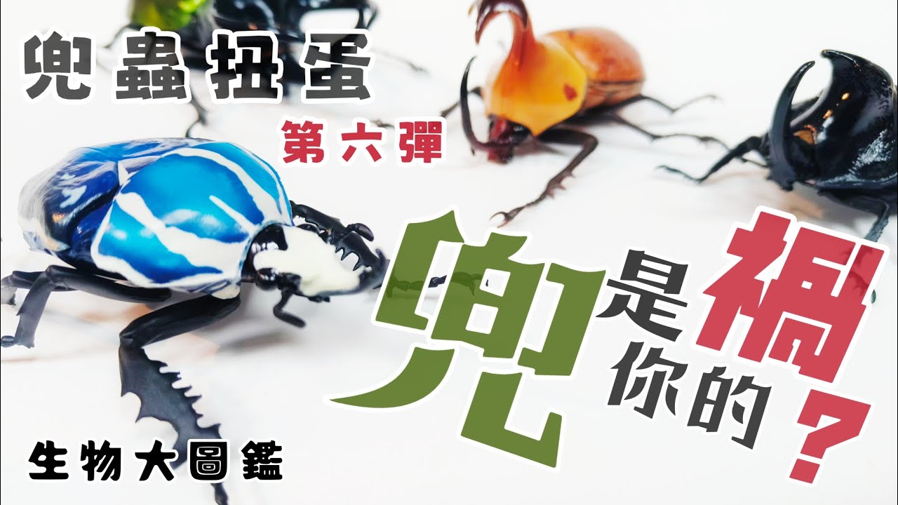 [扭蛋系列] 兜蟲扭蛋 第六彈 生物大圖鑑 いきもの大図鑑 萬代［阿特拉斯南洋大兜、大雨扇豎角兜、暴龍兜、烏干達角金龜］