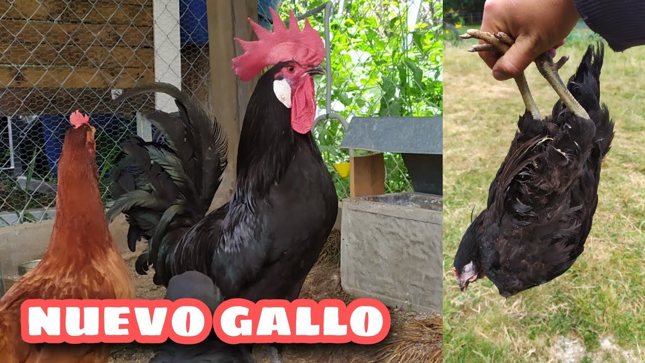 GALLO NUEVO y malas noticias