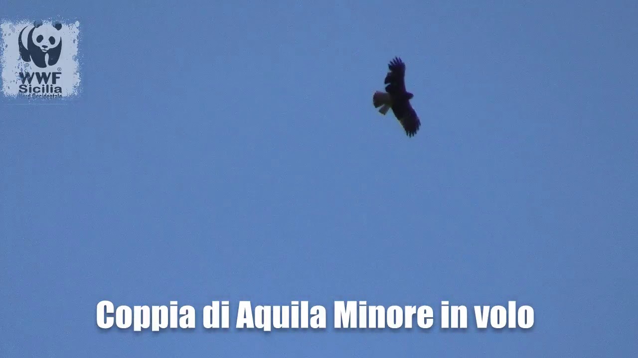 Volo di una coppia di Aquila Minore