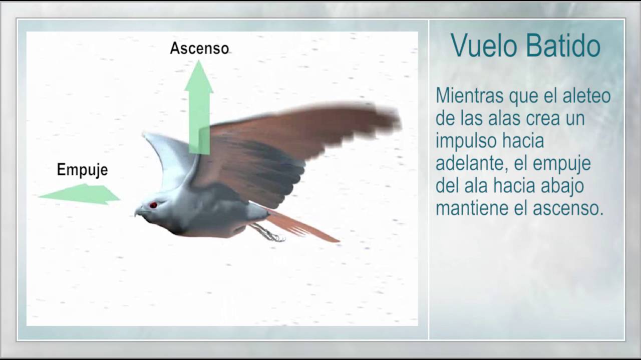¿Cómo vuelan las aves?
