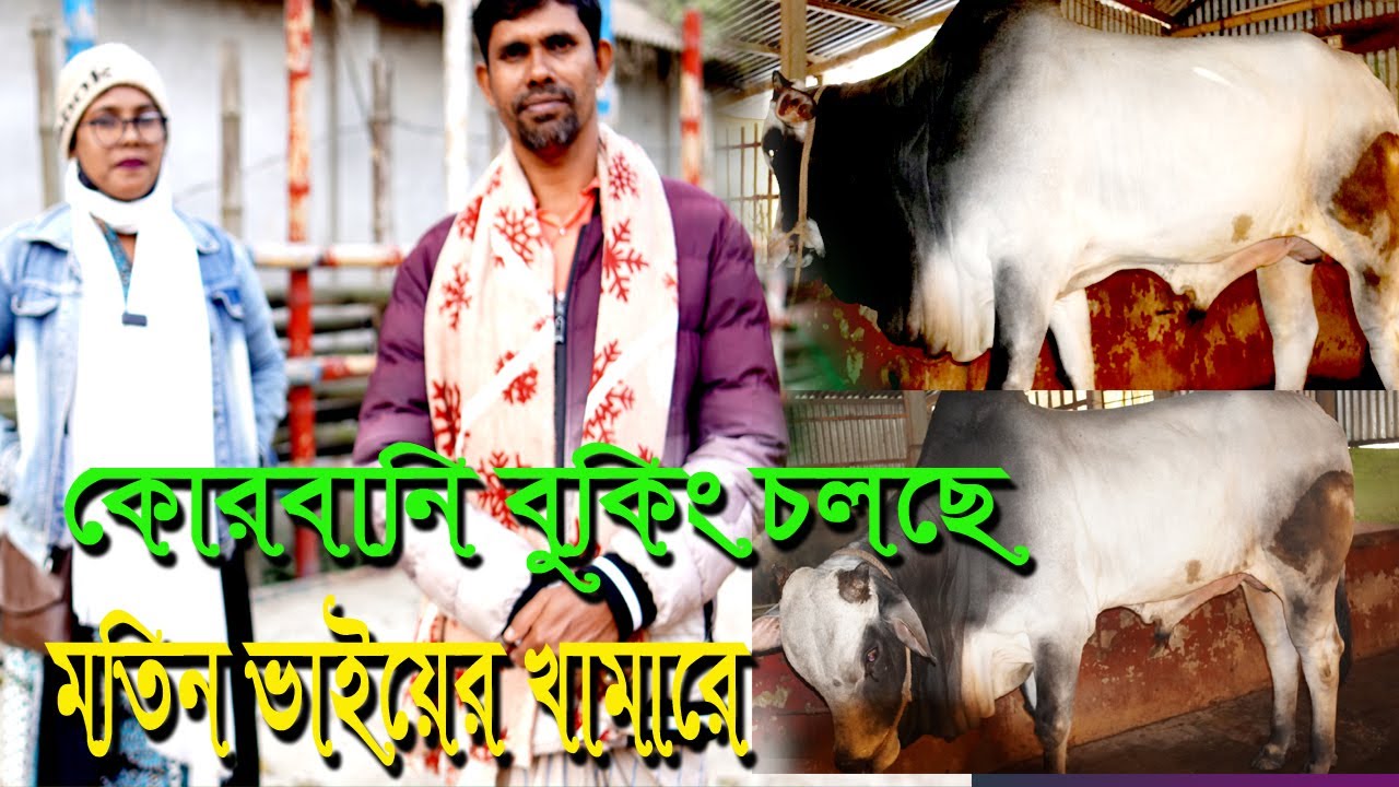 কোরবানির বুকিংচলছে মতিন ভাইয়ের খামারে   MUNNI KRISHI CHITRO