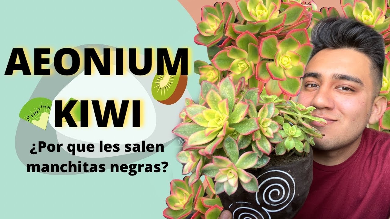 🥝 Aeonium Kiwi (Cuidados, propagación y más) | Sucumania