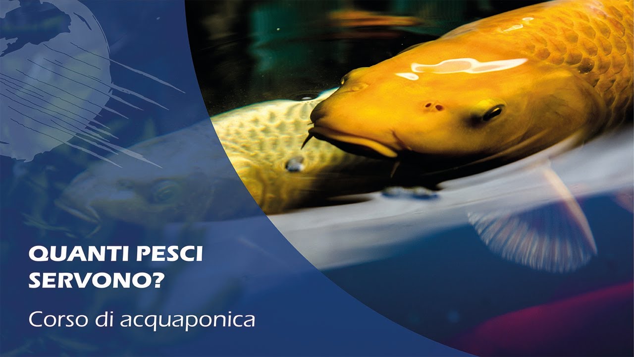 CORSO di ACQUAPONICA: come dimensionare un impianto