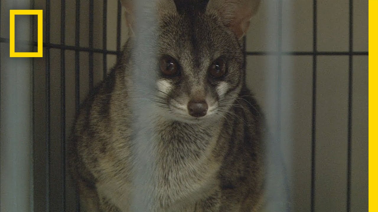 Exotic Animal Bust | Wild Justice
