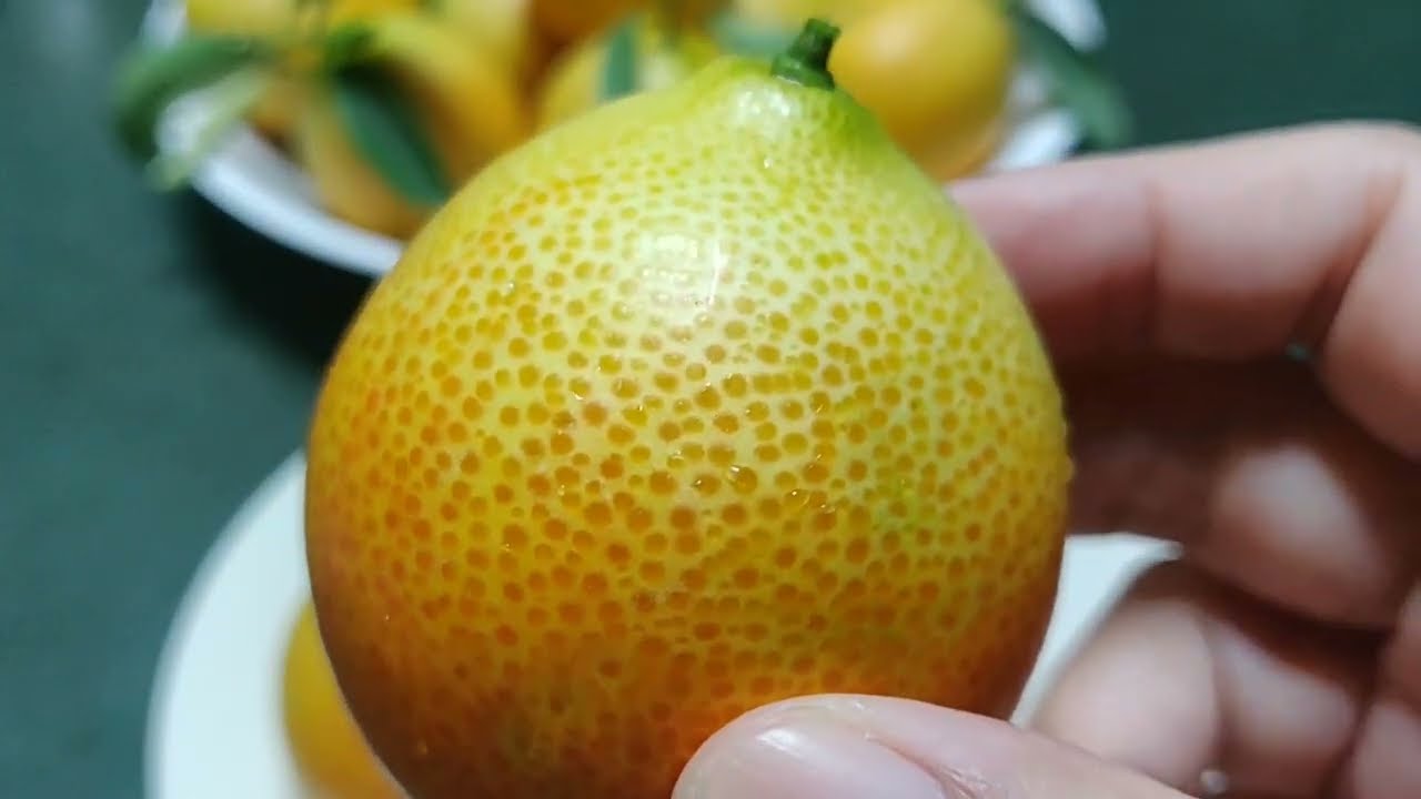 Time to Harvest & Taste Our Golden Kumquats