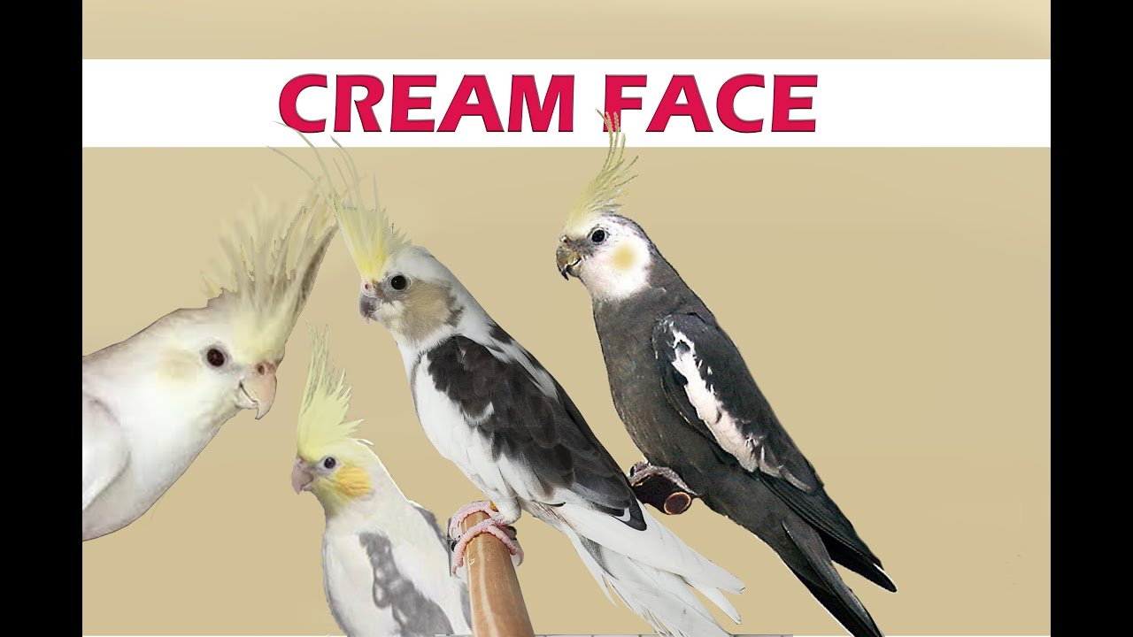 Venha conhecer mais de perto a mutação Cream Face