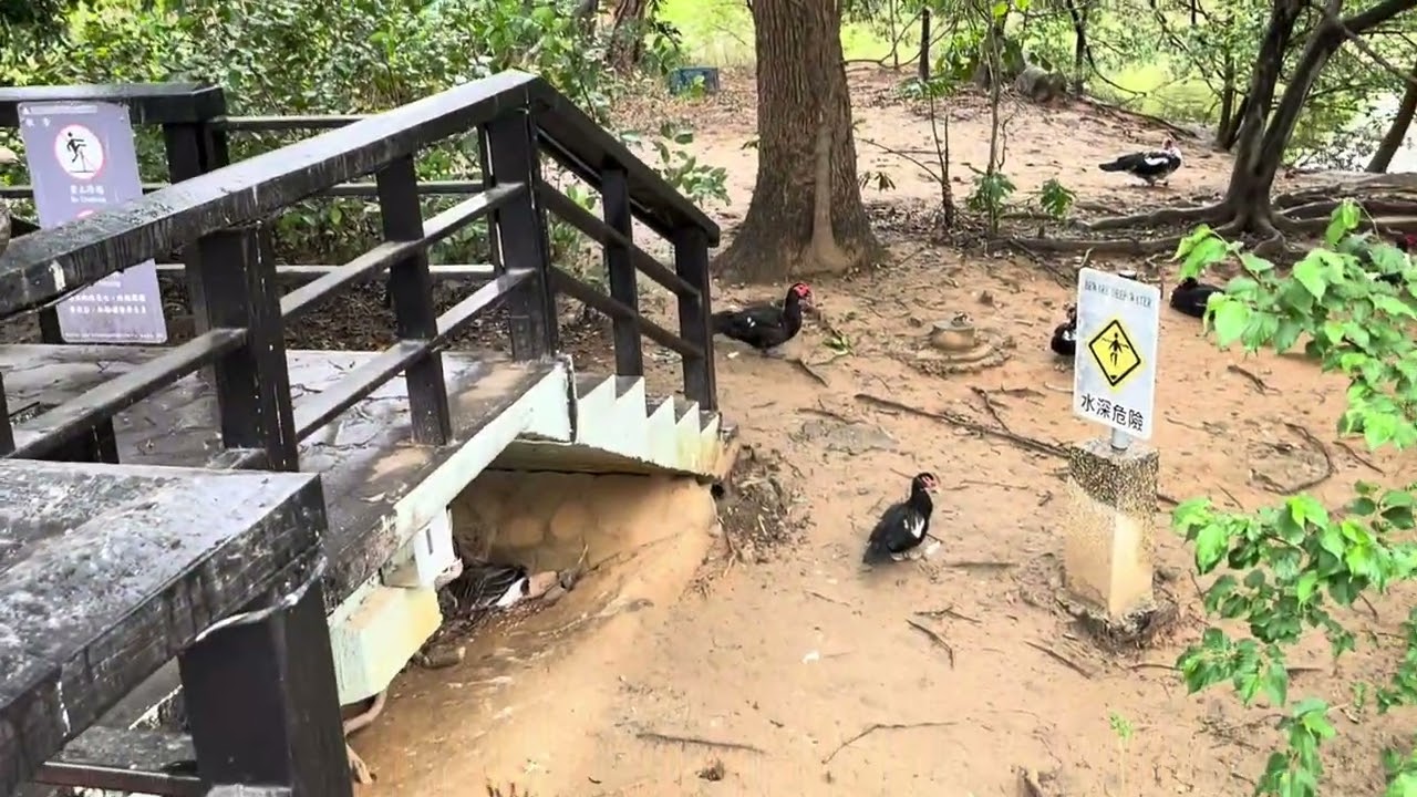 2026年元宵節期間𣈱遊新竹市公園