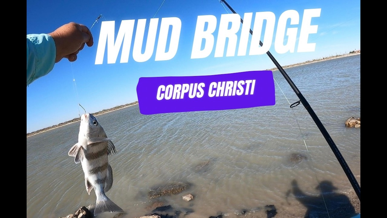 Catching Black Drum at the Mud Bridge