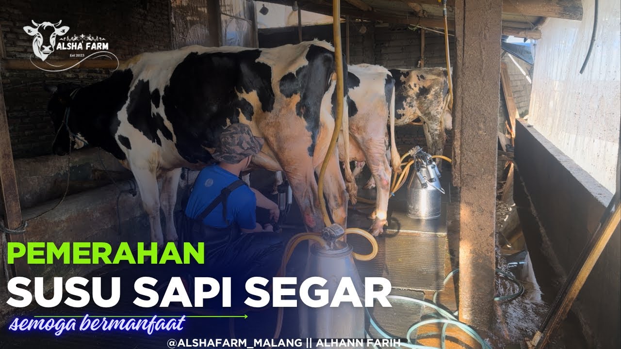 RAHASIA SUSU SEGAR ‼️ Seharian Belajar Memerah Sapi di Peternakan