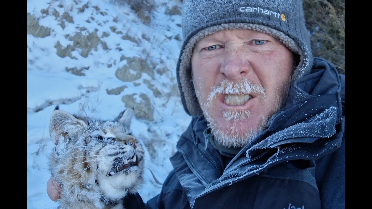 Cats & Dogs: Trapping western Bobcats in eastern Montana. Interstate Trapper