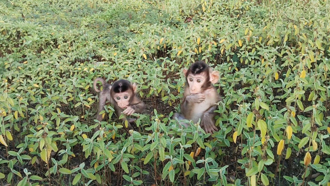 It's cute and adorable to see these two baby monkeys exploring